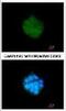 Pyruvate Dehydrogenase Kinase 3 antibody, NBP1-32581, Novus Biologicals, Immunofluorescence image 