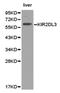 Killer Cell Immunoglobulin Like Receptor, Two Ig Domains And Long Cytoplasmic Tail 3 antibody, PA5-76046, Invitrogen Antibodies, Western Blot image 