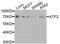 Activating Transcription Factor 2 antibody, MBS127951, MyBioSource, Western Blot image 