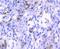 Cyclin Dependent Kinase 2 antibody, A00166Y15, Boster Biological Technology, Immunohistochemistry frozen image 