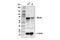 Neurofibromin 2 antibody, 73505S, Cell Signaling Technology, Western Blot image 