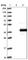 Ankyrin Repeat Domain 45 antibody, HPA031655, Atlas Antibodies, Western Blot image 