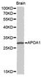 Apolipoprotein A1 antibody, MBS125700, MyBioSource, Western Blot image 