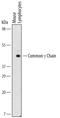 Interleukin 2 Receptor Subunit Gamma antibody, MAB7843, R&D Systems, Western Blot image 