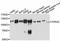 Purinergic Receptor P2X 5 antibody, A11710, ABclonal Technology, Western Blot image 