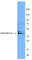 Galectin 9 antibody, 650701, BioLegend, Western Blot image 