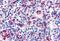 Adhesion G Protein-Coupled Receptor E3 antibody, MBS247679, MyBioSource, Immunohistochemistry frozen image 