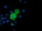 Adenylate Kinase 5 antibody, TA501660, Origene, Immunofluorescence image 