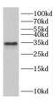 Cyclin-G1 antibody, FNab02129, FineTest, Western Blot image 