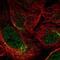 Spermatogenesis Associated 6 antibody, NBP2-58812, Novus Biologicals, Immunofluorescence image 
