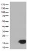 Cystatin B antibody, LS-C796505, Lifespan Biosciences, Western Blot image 