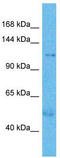 Histone demethylase UTY antibody, TA333386, Origene, Western Blot image 