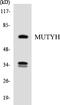 MutY DNA Glycosylase antibody, LS-C200241, Lifespan Biosciences, Western Blot image 