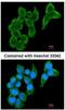 Cystatin-S antibody, NBP1-32996, Novus Biologicals, Immunocytochemistry image 