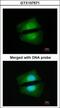 TGF-Beta Activated Kinase 1 (MAP3K7) Binding Protein 1 antibody, GTX107571, GeneTex, Immunocytochemistry image 