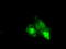 Ketohexokinase antibody, LS-C115325, Lifespan Biosciences, Immunofluorescence image 