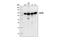 Heat Shock Protein 90 Alpha Family Class A Member 1 antibody, 4874S, Cell Signaling Technology, Western Blot image 