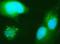 Catalase antibody, GTX54737, GeneTex, Immunocytochemistry image 