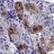 Arginine Vasopressin Receptor 1B antibody, NBP2-69007, Novus Biologicals, Immunohistochemistry frozen image 