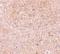 Caspase-13 antibody, NBP1-76812, Novus Biologicals, Immunohistochemistry frozen image 