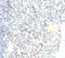FOXP3 antibody, 33-911, ProSci, Immunohistochemistry paraffin image 