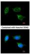 ATP Synthase Peripheral Stalk-Membrane Subunit B antibody, NBP1-33465, Novus Biologicals, Immunofluorescence image 