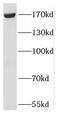 SR-Related CTD Associated Factor 8 antibody, FNab07165, FineTest, Western Blot image 