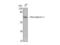 Chondroitin Sulfate Proteoglycan 5 antibody, STJ94431, St John