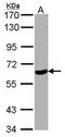 WD Repeat Domain 1 antibody, PA5-27645, Invitrogen Antibodies, Western Blot image 