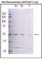 ADP Ribosylation Factor GTPase Activating Protein 1 antibody, MBS9207777, MyBioSource, Western Blot image 