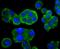 Mitogen-Activated Protein Kinase Kinase 1 antibody, NBP2-67770, Novus Biologicals, Immunofluorescence image 