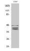 Transcription factor SOX-8 antibody, A06098, Boster Biological Technology, Western Blot image 