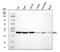 ERCC Excision Repair 1, Endonuclease Non-Catalytic Subunit antibody, A00388-3, Boster Biological Technology, Western Blot image 