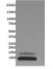 C-X3-C Motif Chemokine Ligand 1 antibody, GTX15786, GeneTex, Western Blot image 