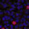 Eukaryotic Translation Initiation Factor 4 Gamma 1 antibody, GTX50653, GeneTex, Immunocytochemistry image 