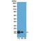 Histone Cluster 4 H4 antibody, GTX60906, GeneTex, Western Blot image 