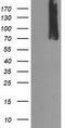 Calpain 9 antibody, TA503664, Origene, Western Blot image 