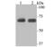 Lysyl-TRNA Synthetase antibody, NBP2-75560, Novus Biologicals, Western Blot image 