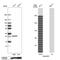 Sigma Non-Opioid Intracellular Receptor 1 antibody, HPA018002, Atlas Antibodies, Western Blot image 