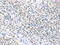 Hydroxysteroid 11-Beta Dehydrogenase 2 antibody, CSB-PA080468, Cusabio, Immunohistochemistry frozen image 