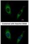 G Protein-Coupled Receptor Kinase 2 antibody, PA5-28609, Invitrogen Antibodies, Immunofluorescence image 