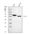 M-phase inducer phosphatase 2 antibody, A01899, Boster Biological Technology, Western Blot image 