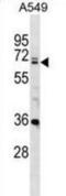 DEAD-Box Helicase 28 antibody, abx028827, Abbexa, Western Blot image 