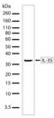 Interleukin 12A antibody, 710131, Invitrogen Antibodies, Western Blot image 