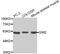 SIM BHLH Transcription Factor 2 antibody, MBS129140, MyBioSource, Western Blot image 