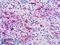 Nitric Oxide Synthase 1 antibody, LS-B9236, Lifespan Biosciences, Immunohistochemistry frozen image 