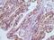 Glutathione S-Transferase Pi 1 antibody, 32-167, ProSci, Western Blot image 