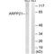 CAMP Regulated Phosphoprotein 21 antibody, A03525, Boster Biological Technology, Western Blot image 