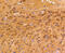 Protein Tyrosine Kinase 2 antibody, 13-926, ProSci, Immunohistochemistry paraffin image 