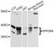 Protein Phosphatase 2 Phosphatase Activator antibody, abx126406, Abbexa, Western Blot image 
